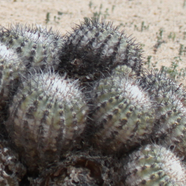 Copiapoa calderana